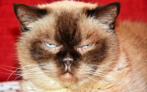 photo of brown and black cat thumbnail