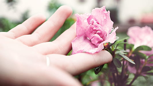 person touching blooming pink peony flower during daytime thumbnail