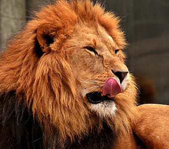 selective focus photo of Lion thumbnail