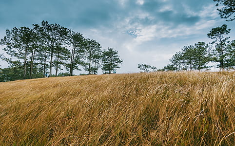 Wide Brown Grass Field Surrounded by Trees thumbnail