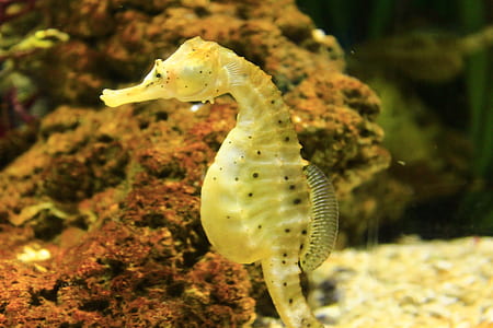 yellow seahorse thumbnail
