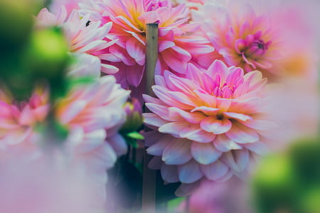Close up Photography of Pink Dahlia Flowers thumbnail