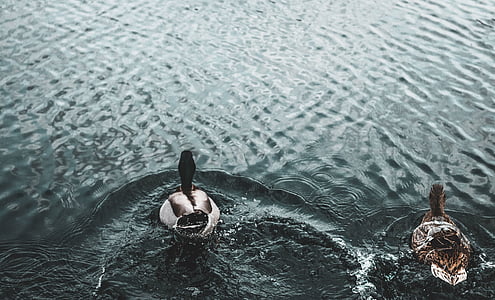 two white, black, and brown ducks on calm body of water thumbnail