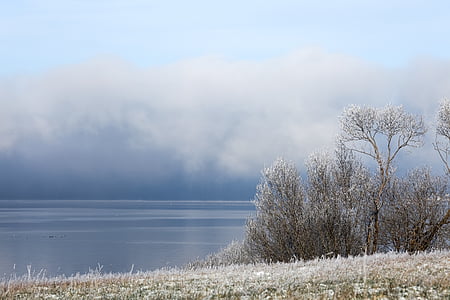 trees near body of water thumbnail