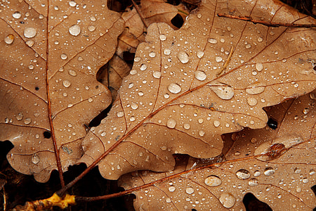 brown dried leaves with water dews thumbnail