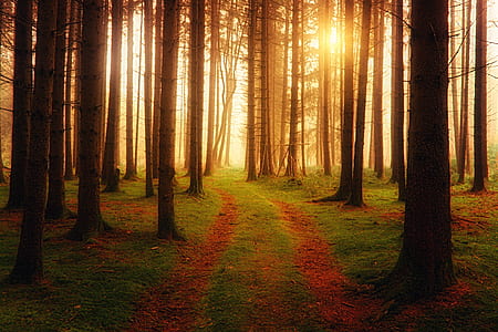 brown forest with golden hour rays thumbnail
