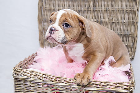 short-coated brown dog sitting on brown wicker box thumbnail