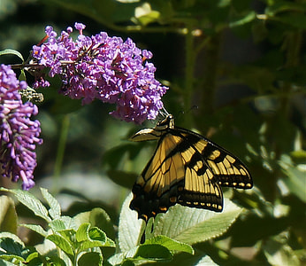 Tiger Swallowtail, Butterfly Bush thumbnail