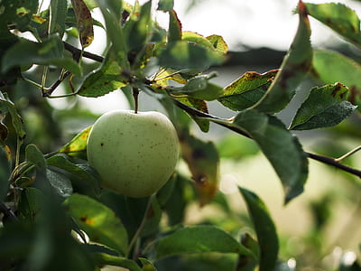 selective focus photography of green apple thumbnail