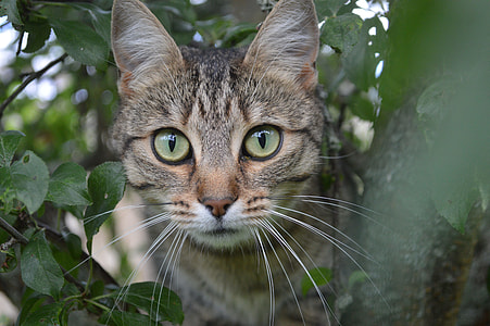 brown, black and gray short-coated cat thumbnail