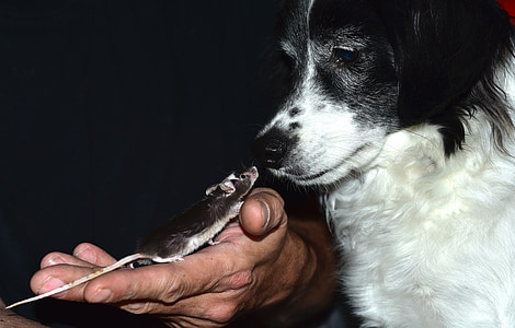 person holding brown rat facing white and black dog thumbnail