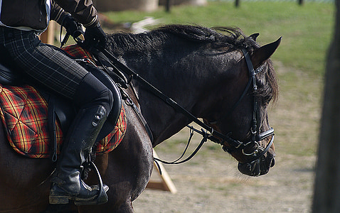 person riding black horse on green grass thumbnail