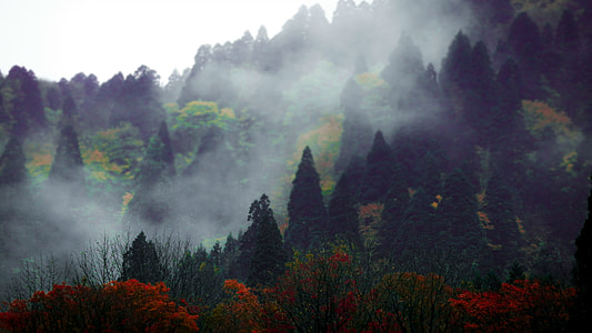 green leaf trees with smoke on mountain view photo thumbnail