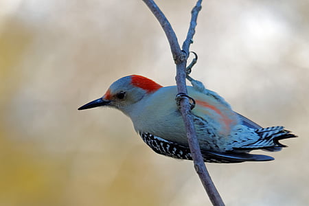 Northern flicker woodpecker perched on branch of tree thumbnail