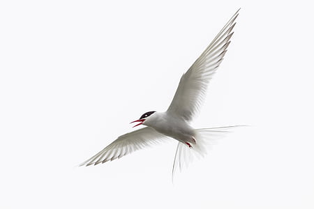 Royal tern flying under white clouds during daytime thumbnail