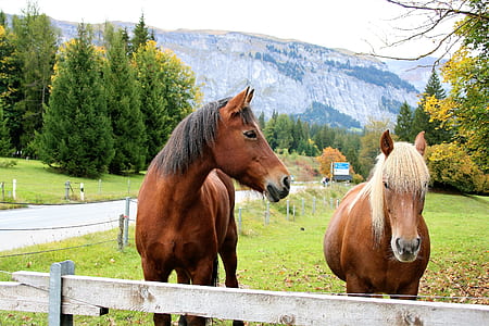 brown horses inside stable thumbnail