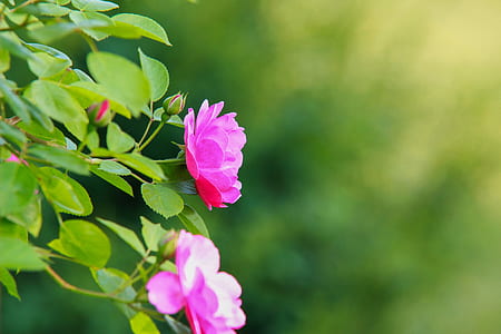 selective focus photo of pink petaled flowers thumbnail