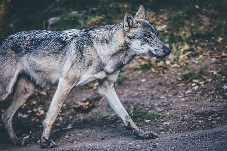 dog, puppy, animal, road, fur, nature thumbnail