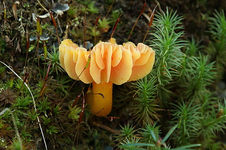 yellow mushroom in middle of green plants thumbnail