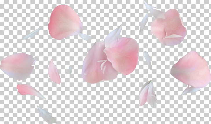petal flower bouquet garden roses floating petals png clipart floating petals