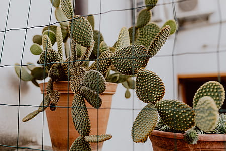 Opuntia in a ceramic pot thumbnail