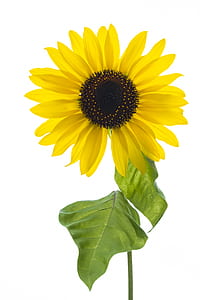yellow sunflower thumbnail