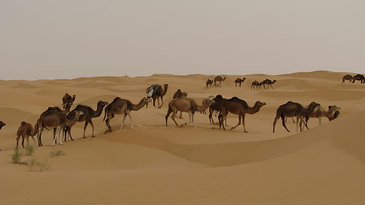 group of camel walking through sand dunes thumbnail