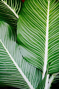 green leafy vegetable thumbnail