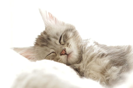 photo of gray and beige kitten sleeping thumbnail