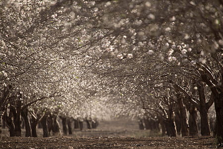 bare tree during nighttime thumbnail