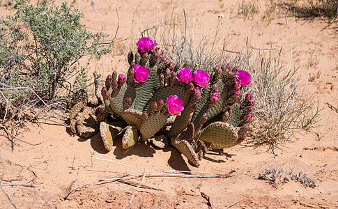 green cactus plant with pink flower thumbnail