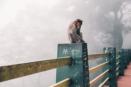 Snow Monkey In Japan Photo thumbnail