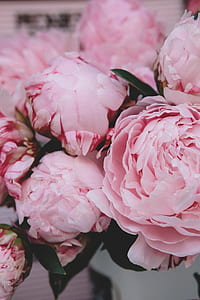selective focus photography of pink petaled flowers thumbnail