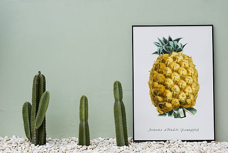 cactus plants thumbnail