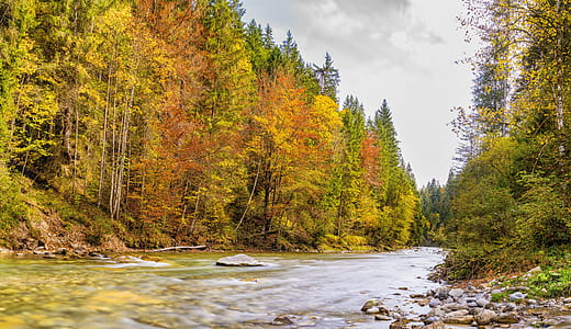 forest and body of water on a cloudy day thumbnail