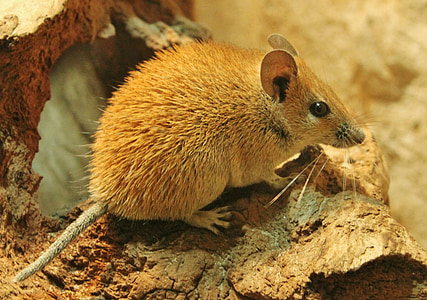 brown chinchilla on brown rock thumbnail