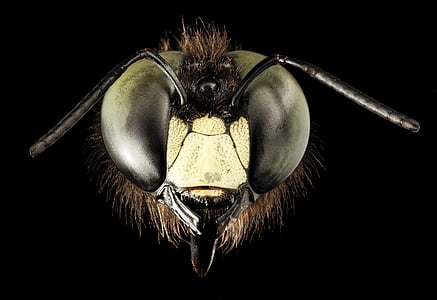 closeup photo of insect thumbnail