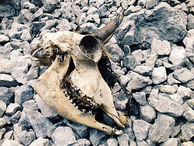 animal skull on stones thumbnail