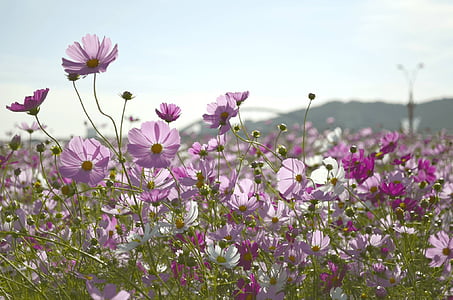 bed of purple and white cosmos flowers thumbnail