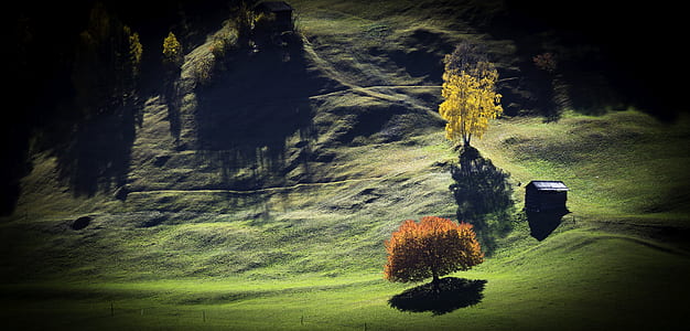 orange leaf tree thumbnail