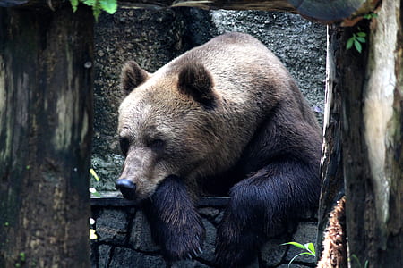 gray and black bear beside well during daytime thumbnail