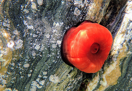 Actinie Red, Tomato Of The Sea thumbnail