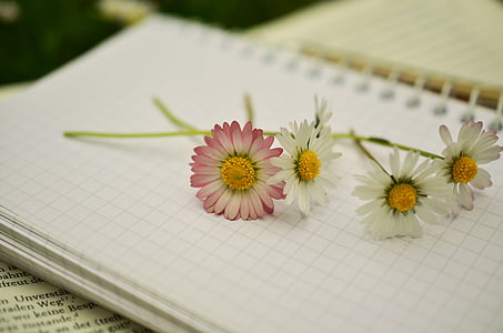 white and pink daisies thumbnail
