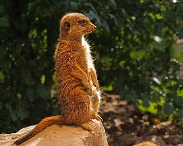 brown animal standing during daytime thumbnail