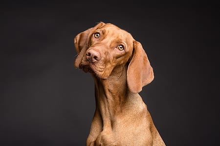 adult mahogany Vizsla thumbnail
