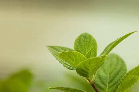 green leaves thumbnail