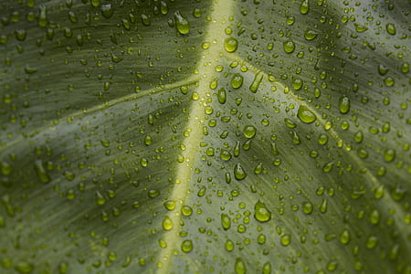 macro photography of water droplets on green leaf thumbnail