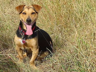 short-coated black and tan dog on grass thumbnail