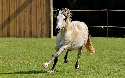 white horse on grass field thumbnail