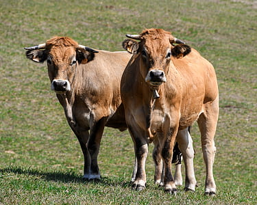 two brown cows on green grass field thumbnail
